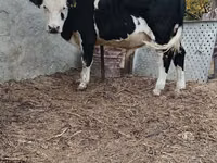 Toro, Mucca kazaka a testa bianca — foto 5