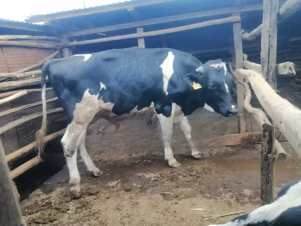 母牛, Russian Black pied cattle — 肯尼亚