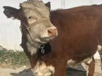 Үнээ, Simmental cattle — 3 зураг