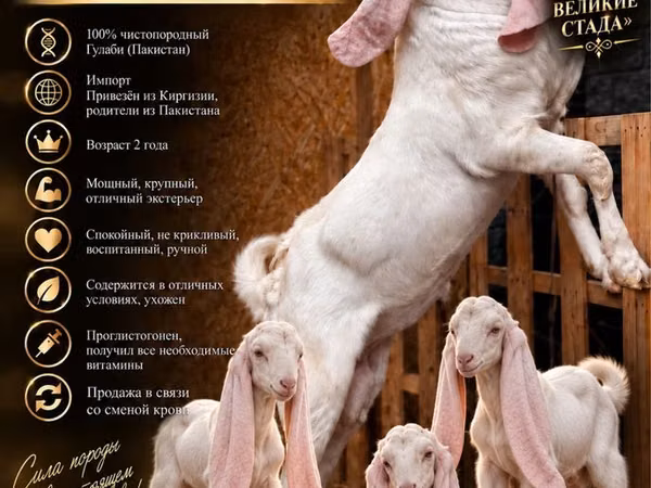 Oğlak, Gulabi goats