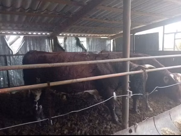 Bull, Cattle — Russia
