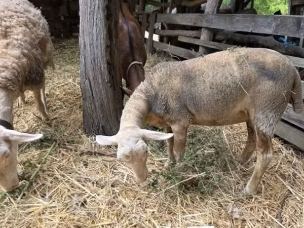 Ovca, Luzein sheep