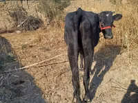 گاو ماده, گاو — عکس 3