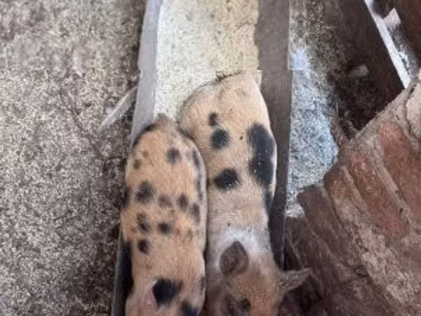 Babi (lot, jantina tidak dinyatakan), Pigs
