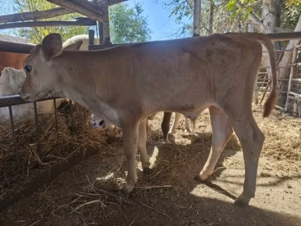 Bull, Jersey breed — Hungary