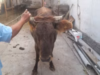 Cow, Cattle — photo 4
