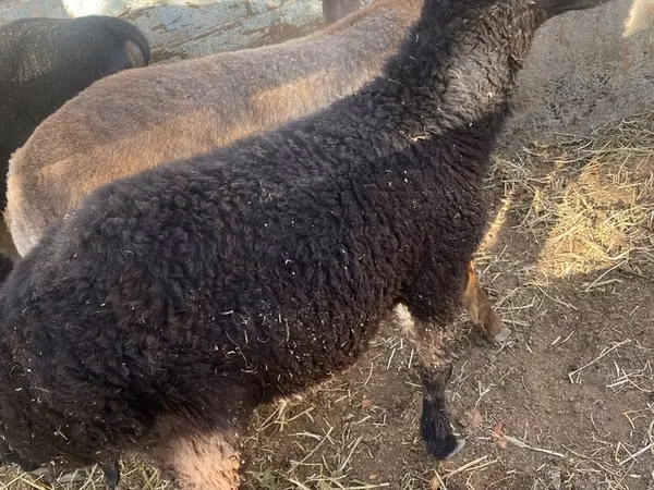 Ram, Sheep — Uzbekistan