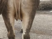 雌牛, Swiss cattle — 写真 6