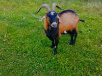 Taka, Czech Brown Shorthaired goats — 2-rasm