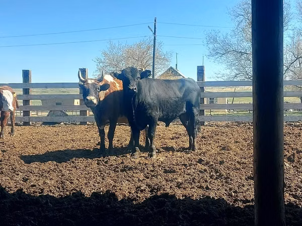 Bull, Aberdeen-Angus — Kazakhstan