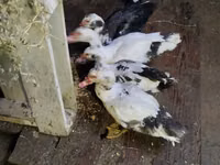Ducks — عکس 4