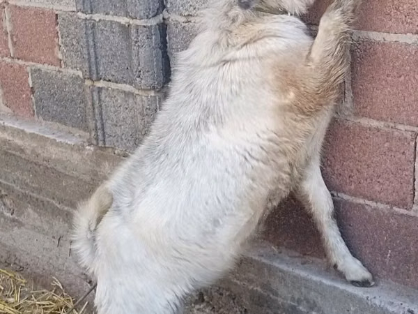 Kozel, Kozy
