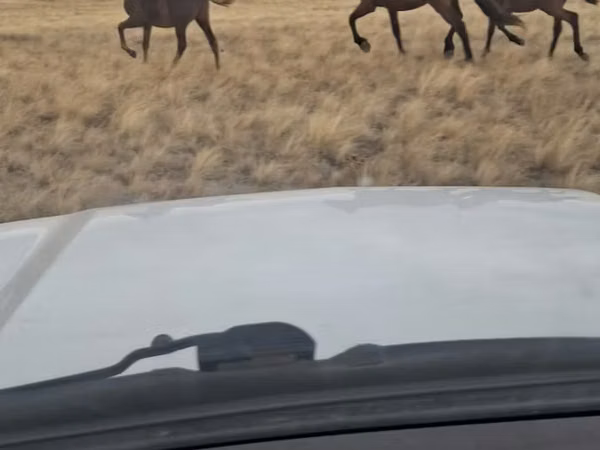 Kuda betina, Kazakh horse — Kazakhstan