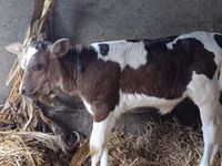 Vacă, Simmental cattle — foto 5