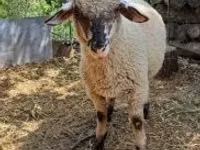 Ram, White Suffolk sheep — photo 4