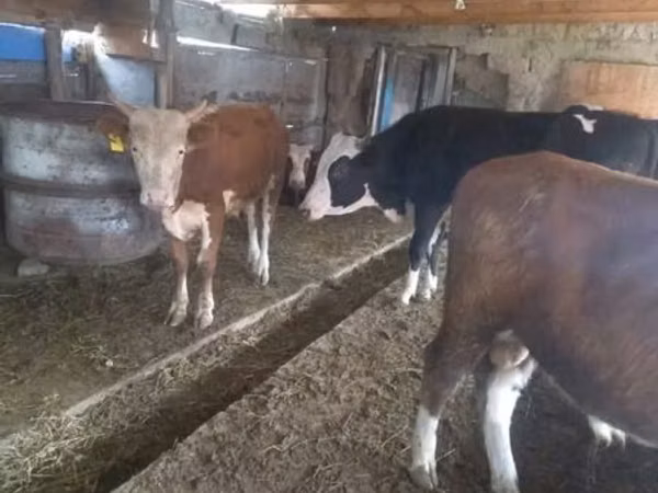Toro, Simmental cattle — Kazakistan