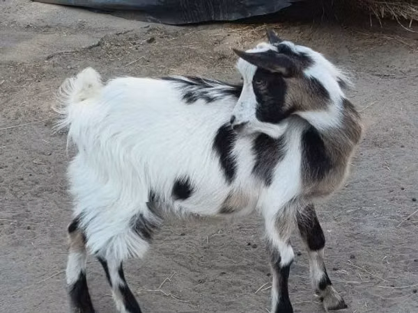 بز نر, بز — مجارستان