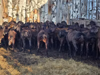Ovan, Hissar sheep — fotografija 5