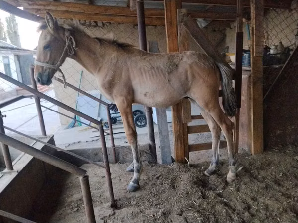 Horse (M), Horses — Kyrgyzstan