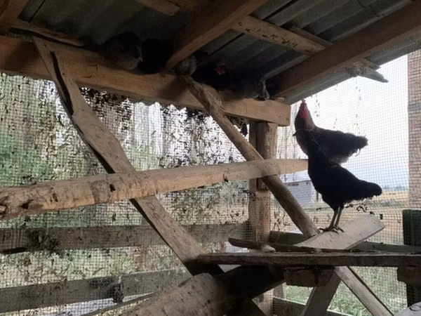 Chickens — কিরগিজিস্তান