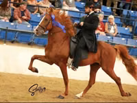 Mare, Rocky Mountain Horse — photo 4