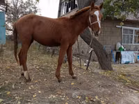 母马, Horses — 照片 2