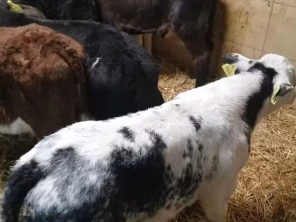 Sığır (parti, cinsiyet belirtilmedi), Sığır