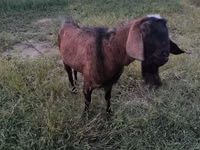بز نر, Nubian Goat — عکس 1