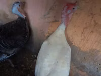 Turkeys — foto 4