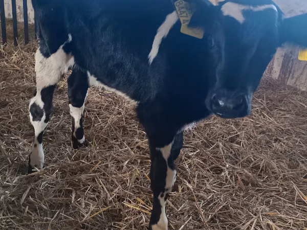 Bull, Russian Black pied cattle — Poland