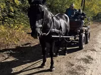 Horse (M), Nonius horse — photo 3