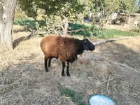 Sheep (batch, sex not specified), Hissar sheep — photo 2