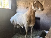 Ram, Arashan sheep — photo 3