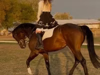 اسب نر, Hanoverian — عکس 6