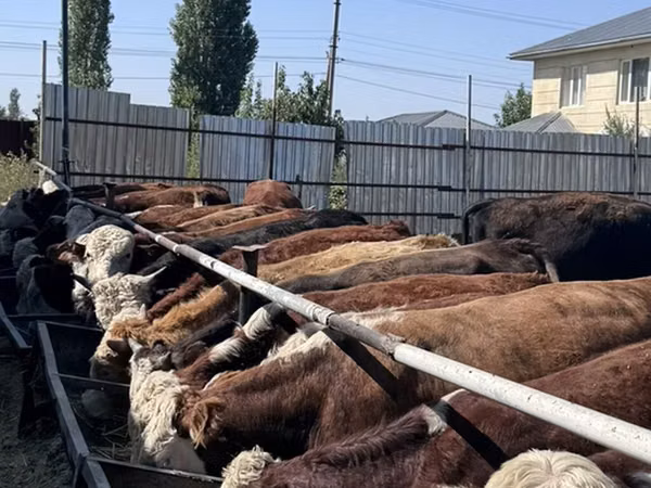 Bull, Hereford — Kyrgyzstan