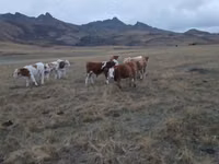 सांड, Simmental cattle — फ़ोटो 8