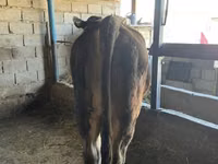 सांड, Swiss cattle — फ़ोटो 3