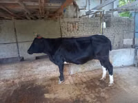 Krowa, Russian Black pied cattle — zdjęcie 2