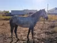 Ձի, Thoroughbred horse — լուսանկար 5