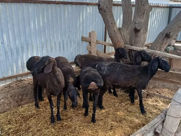 የጎትት አውራ በግ, Sheep — ኡዝቤኪስታን