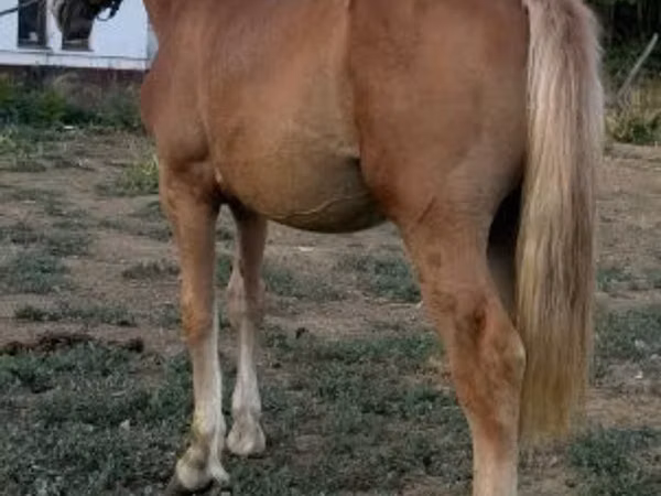 Cavalla, Cavalli — Ungheria