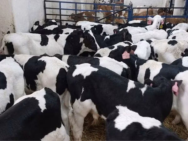 Bull, Holstein breed