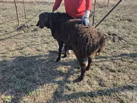 Ram, Sheep — photo 2