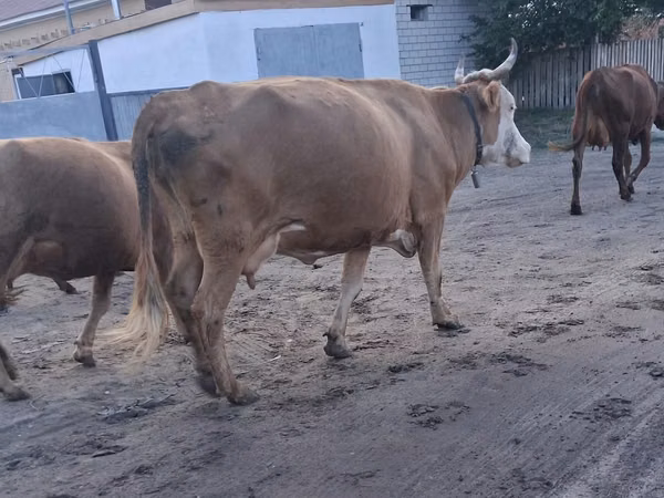 Vache, Bovins — Kazakhstan