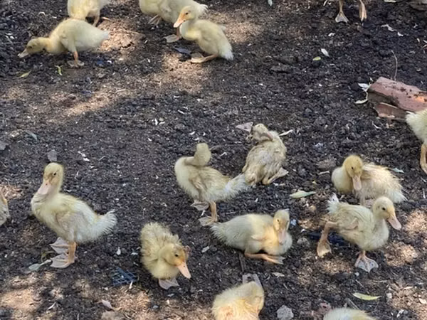 Ducks — 阿塞拜疆