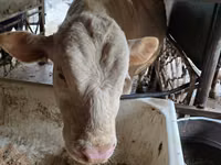 Bull, Auliekol breed — photo 2