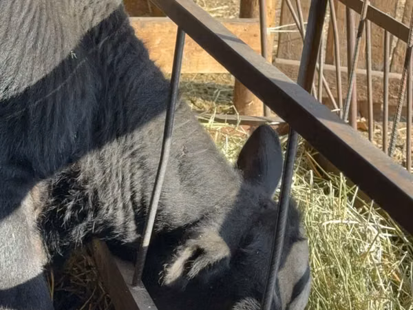 Bull, Aberdeen-Angus