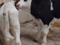 सांड, Simmental cattle — फ़ोटो 6