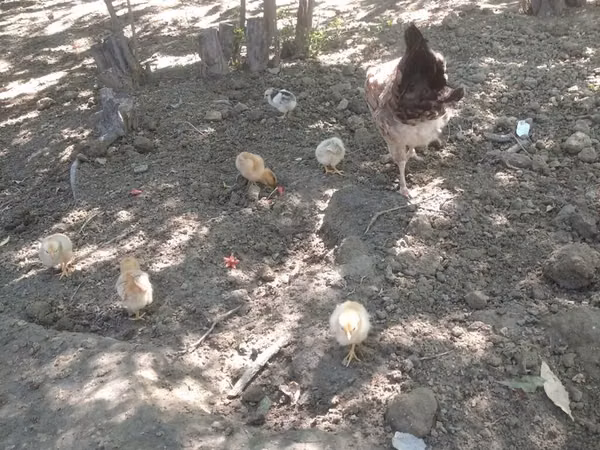 Chickens — 阿塞拜疆