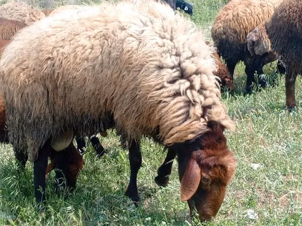 میش, گوسفند — جمهوری آذربایجان